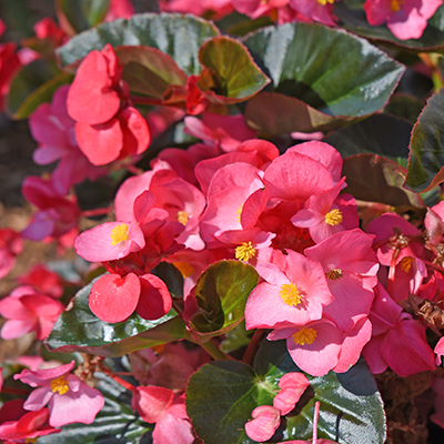Begonia 'Big Bronze Leaf Rose'