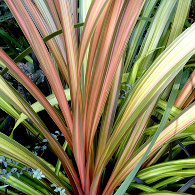 Cordyline 'Cha Cha'