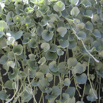 Dichondra 'Silver Falls'