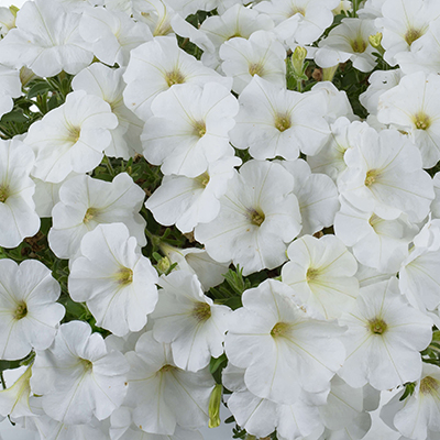 Petunia 'Cascadias Iceberg'