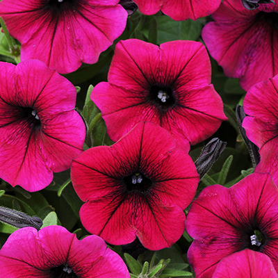 Petunia 'Shockwave Deep Purple'