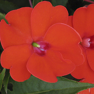 SunPatiens 'Compact Electric Orange'