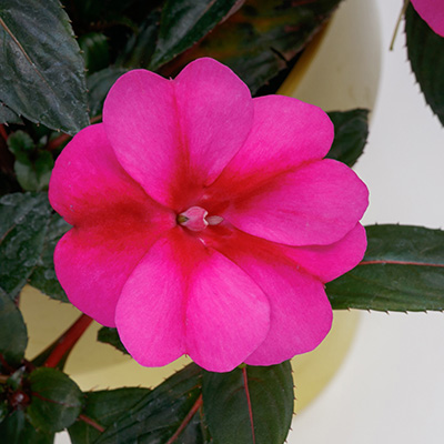SunPatiens 'Compact Purple Candy'