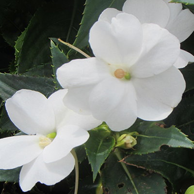 SunPatiens 'Compact White'
