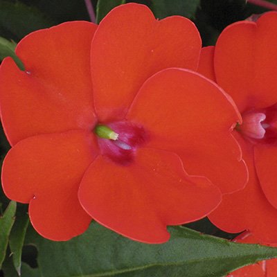 SunPatiens 'Compact Electric Orange'